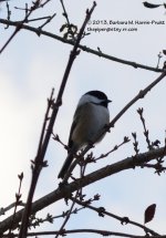 326 Chickadee-131124-02_01.jpg