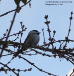 326 Chickadee-131124-04_01.jpg