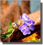 Little-Flower_01.jpg