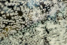 Frost2.jpg
