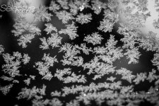 Frost3.jpg