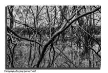 DSC_2972-Edit copy.jpg