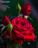 red rose Edited Nikon.jpg