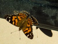 Butterfly EditedNIKON.jpg