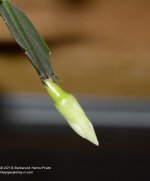 327 Christmas Cactus-131125-02_01.jpg