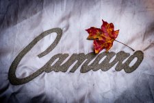 LeafCamaroSugarMaple.jpg