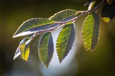 LeafLacebarkElm.jpg