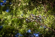 LeafMountainCedar.jpg