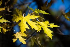 LeafSilverMaple.jpg