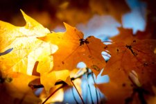 LeafSugarMaple.jpg