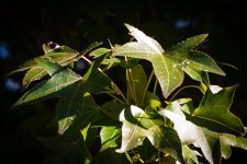 LeafSweetGumTree.jpg