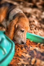 Charlie drinking water small.jpg
