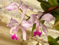 orchid25Nov1.jpg