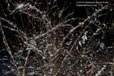 328 Snow-131126_01.jpg