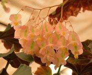 Begonia25Nov.jpg