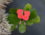 CrownOfThorns.jpg