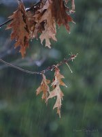 27nov rain.jpg