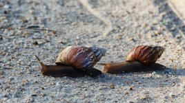 snails-1.jpg