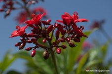 DSC_0052.jpg