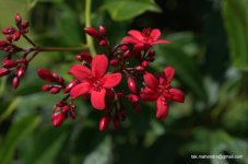 DSC_0053.jpg