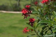 DSC_0054.jpg