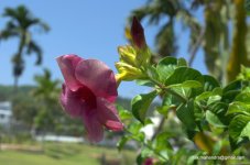 DSC_0061.jpg