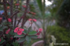 DSC_0073.jpg
