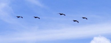 pelican.jpg