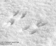 331 Squirrel Tracks-131129-01_01.jpg