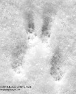 331 Squirrel Tracks-131129-02_01.jpg