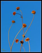 Day334Weeds.jpg