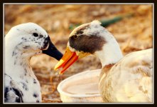 sunrise chicken 082.jpg