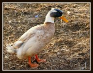 sunrise chicken 117.jpg