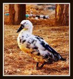 sunrise chicken 129.jpg