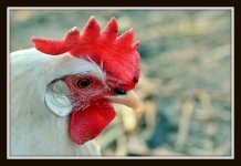 sunrise chicken 212.jpg
