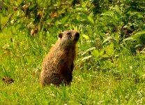 Groundhog3_20130831_628.jpg