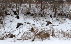 DSC_0732.jpg