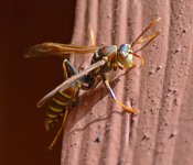 Wasp30Nov.jpg