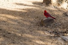 Cardinal1.jpg