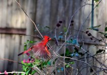 Red Bird 03.jpg