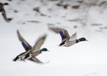 DSC_0704.jpg