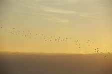 DSC_1446.jpg