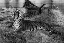 Tiger2BW.jpg