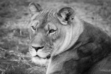 Lion1BW.jpg