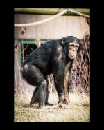 MattedChimp.jpg MattedChimp.jpg