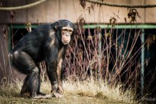 Chimp2.jpg