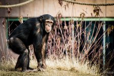 Chimp3.jpg