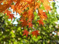 DSCN0630.jpg