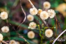 NaturalFalls-42.jpg