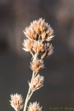 DSC_5856.jpg